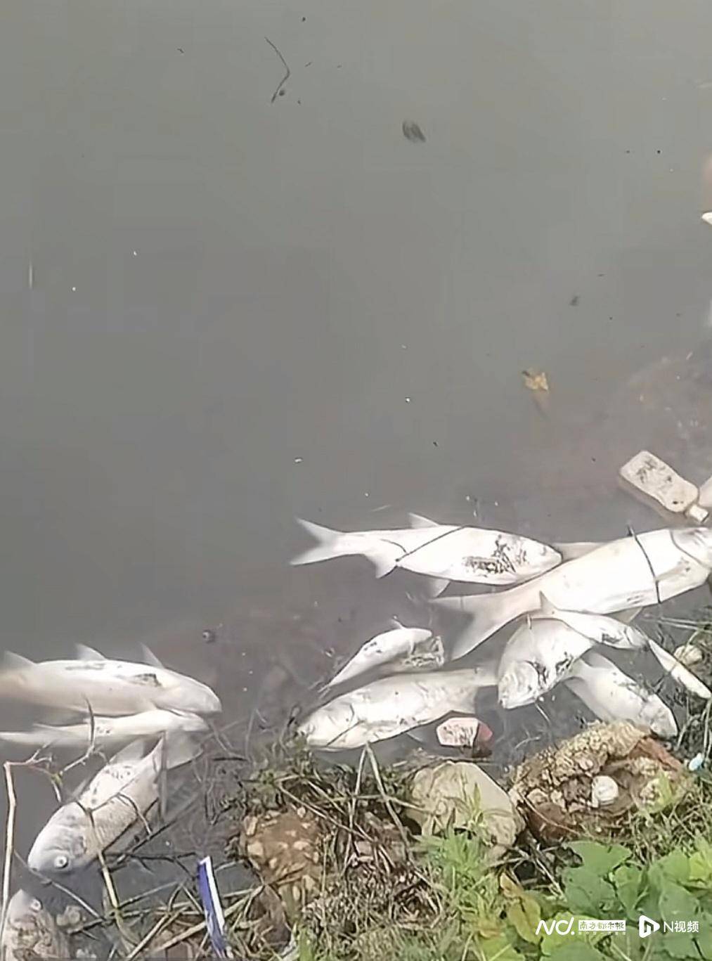 皇冠信用网开户_东莞寒溪河出现大片死鱼皇冠信用网开户！官方回应：天气原因