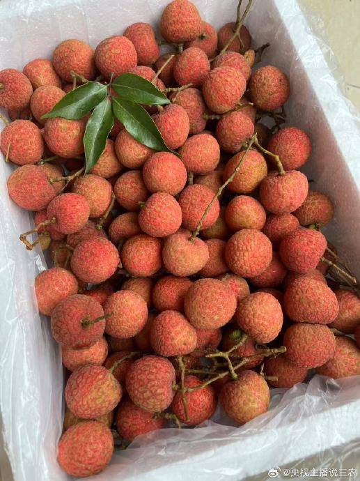 NBL1中央篮球联赛_2025年荔枝产量激增价格普降NBL1中央篮球联赛，局部产区跌破成本线果农忧