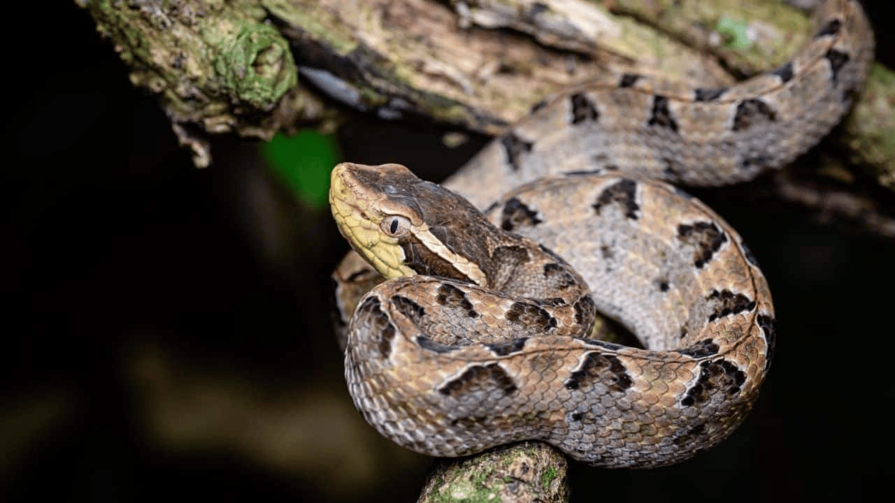 皇冠信用網结算日_泰国女子在ATM机取钱皇冠信用網结算日，取款口突然窜出一条蛇