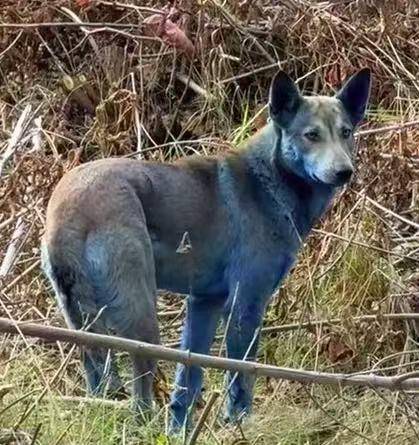 皇冠信用网出租_切尔诺贝利核电站附近发现蓝色狗皇冠信用网出租，当地人称一周前还正常 科学家：进化可能加速