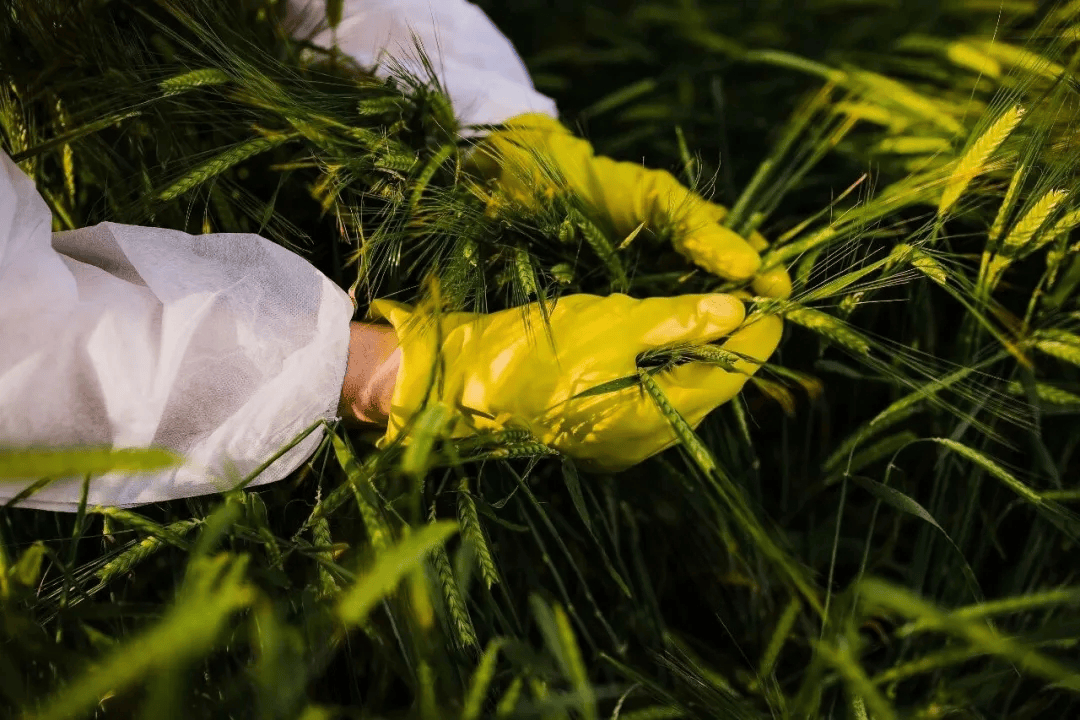 足球外盘在哪里可以买_警惕足球外盘在哪里可以买！田里有间谍