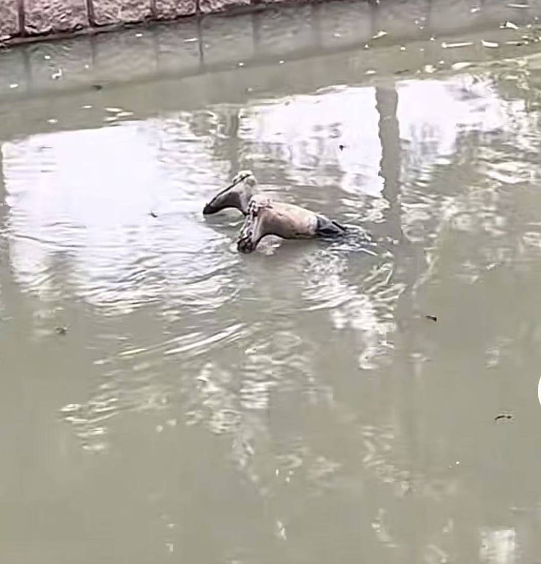 普雷斯顿 vs 斯旺西_上海一男子报警称发现“浮尸”！多部门“全副武装”赶来普雷斯顿 vs 斯旺西，结局反转：捞起一双长筒雨鞋