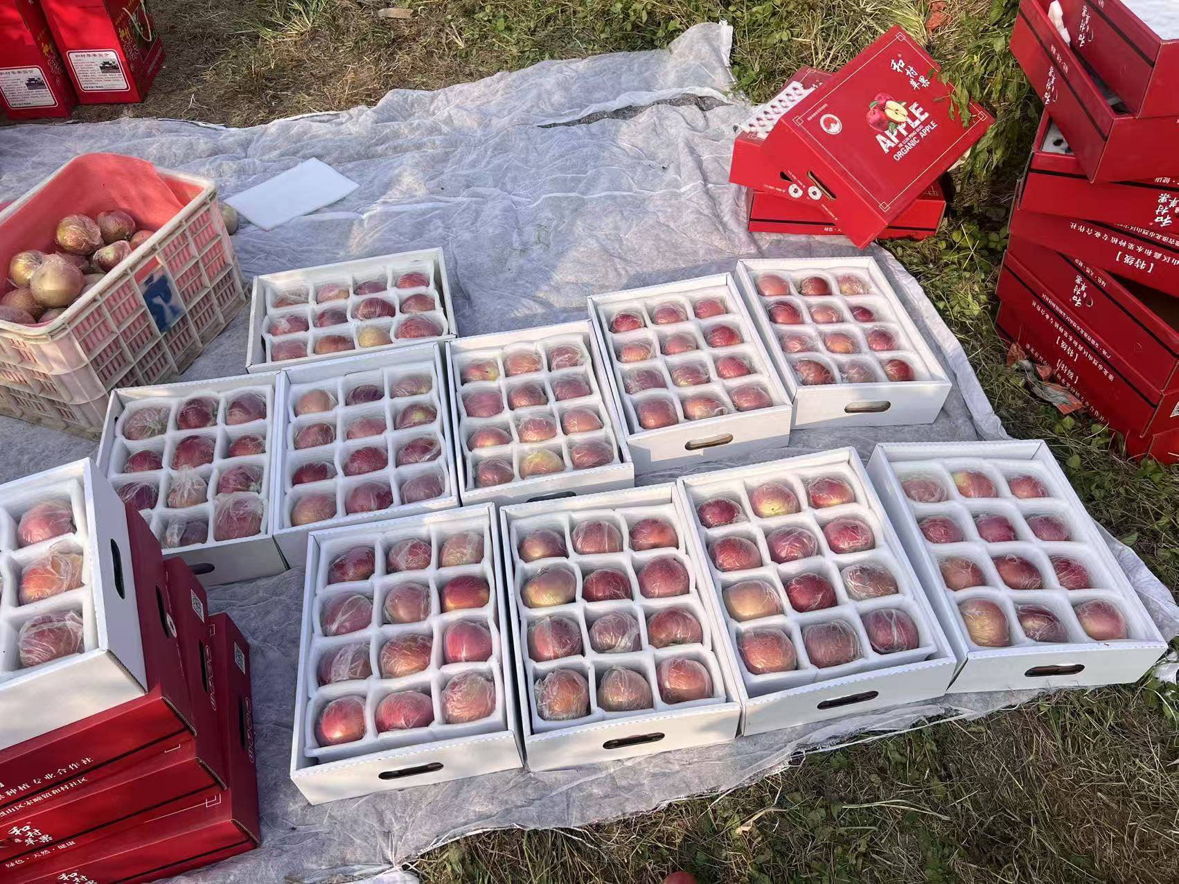 皇冠信用代理出租_“淮北为啥不种橘子皇冠信用代理出租？”果农：因为我们有更甜的王牌