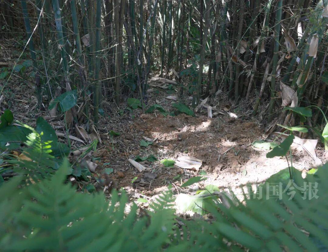 皇冠信用登2代理_柳州钓鱼阿叔竹林挖蚯蚓皇冠信用登2代理，竟挖出千年前的“大宝贝”！