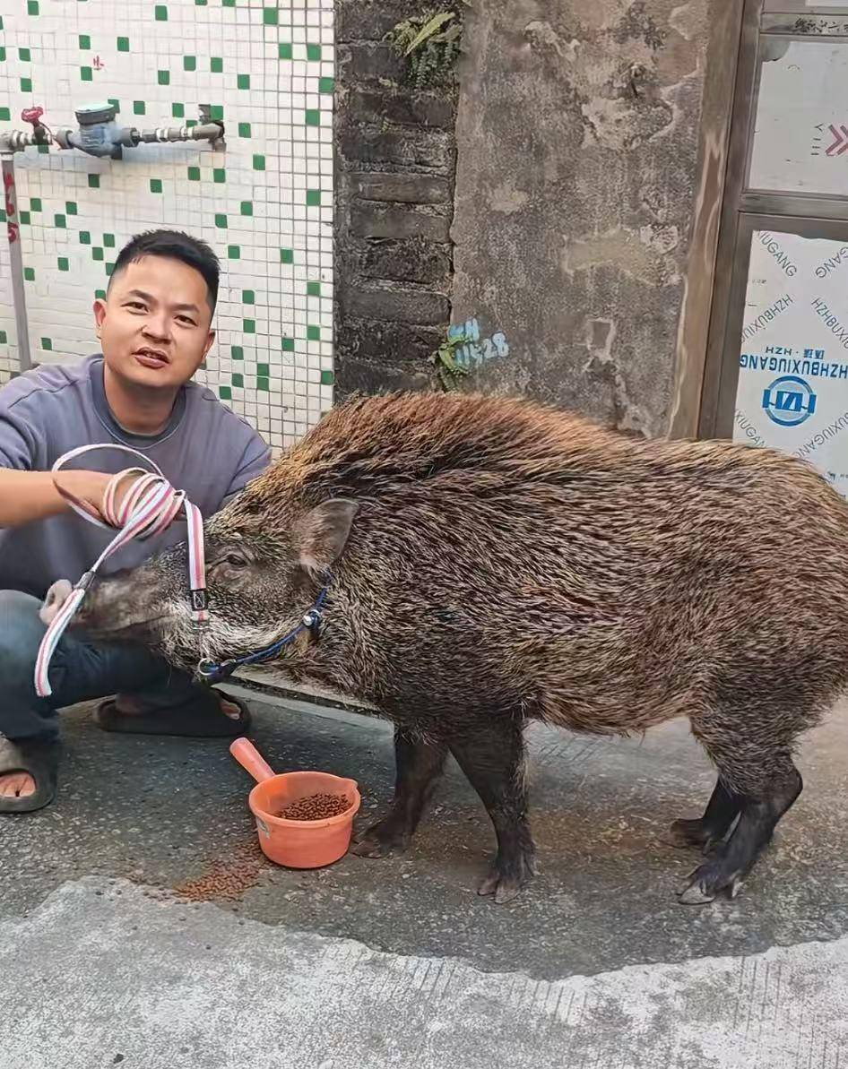 皇冠信用网代理_广州男子收养小野猪一年多从30斤长到150斤皇冠信用网代理，曾有人开价5万购买遭拒