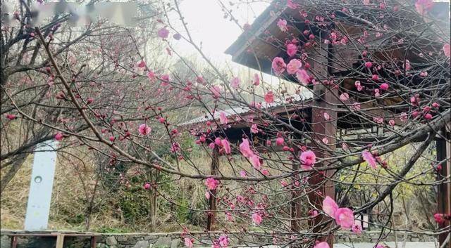 皇冠信用网需要押金吗_太突然!武汉正大量出现皇冠信用网需要押金吗,不用等到春节