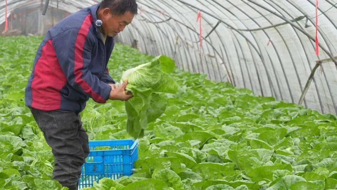 NBA篮球球探_29岁儿子突发心梗离世NBA篮球球探，家里上万斤蔬菜滞销！浙江60岁大伯绝望痛哭，短短一天后……